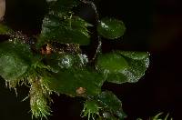 Didymoglossum ballardianum image