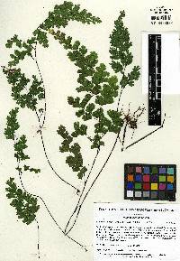 Adiantum capillus-veneris image