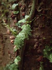 Didymoglossum chamaedrys image