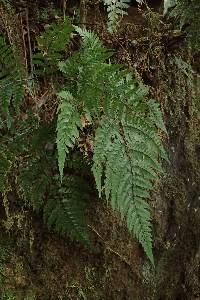 Triplophyllum speciosum image