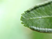 Pteris hamulosa image