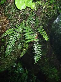 Asplenium lividum image