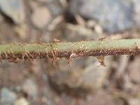 Dryopteris athamantica image