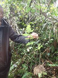 Pteris hamulosa image