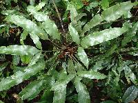 Asplenium laciniatum image