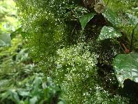 Hymenophyllum triangulare image