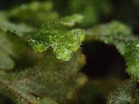 Hymenophyllum splendidum image