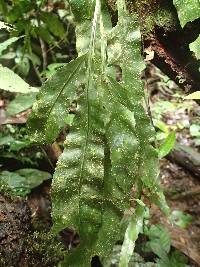 Asplenium variabile image