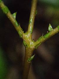 Selaginella vogelii image