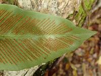 Asplenium africanum image