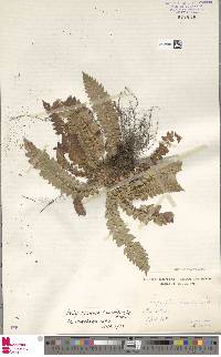 Polystichum lonchitis image