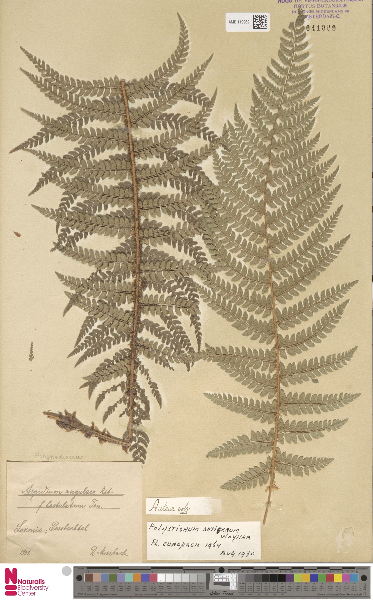 Polystichum setiferum image