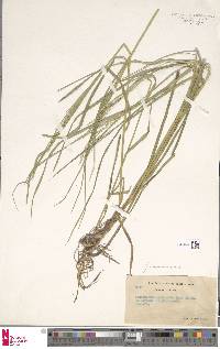 Image of Glyceria melicaria