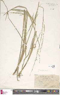 Image of Glyceria septentrionalis