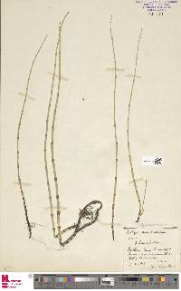 Equisetum x litorale image