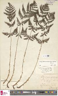 Dryopteris dilatata image