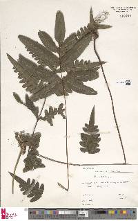 Pteris burtonii image