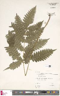 Pteris atrovirens image