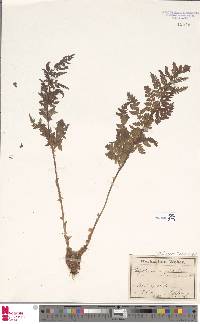 Dryopteris dilatata image