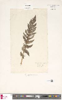 Dryopteris villarii image