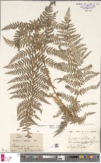 Dryopteris villarii image