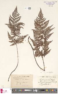 Dryopteris aemula image