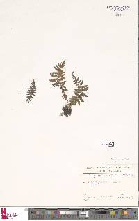 Dryopteris dilatata image