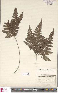 Triplophyllum protensum image