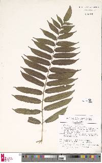 Lomariocycas werckleana image