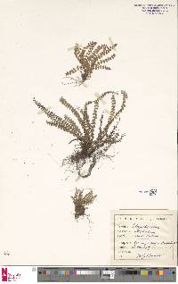 Asplenium viride image