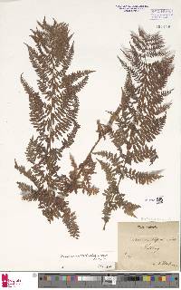 Athyrium distentifolium image