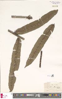 Sphaeropteris moluccana image