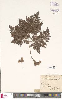 Davallia canariensis image