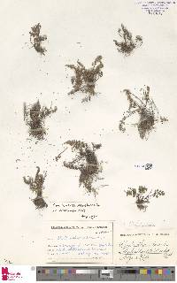 Oeosporangium pteridioides subsp. pteridioides image
