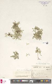 Selaginella denticulata image