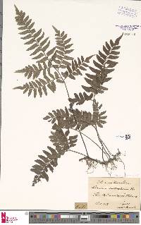 Adiantum latifolium image