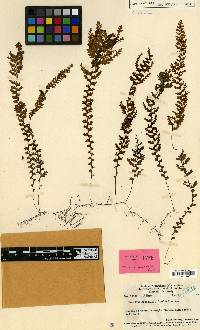 Hymenophyllum copelandii image