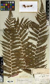 Image of Cyathea eggersii