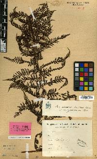 Dennstaedtia novoguineensis image