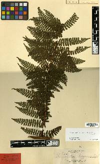 Dennstaedtia resinifera image