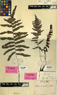 Diplazium pallidum image