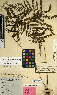 Coryphopteris pectiniformis image