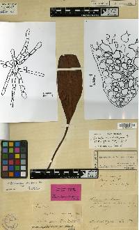 Elaphoglossum amblyphyllum image