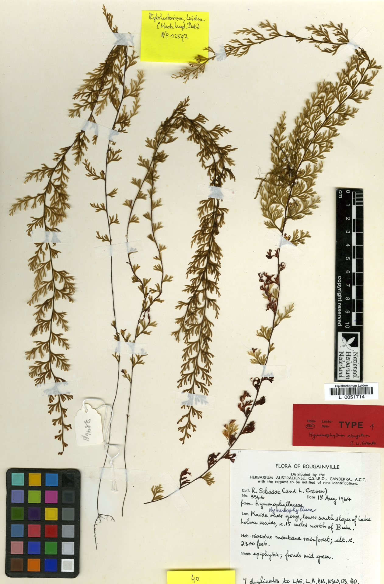 Hymenophyllum elongatum image
