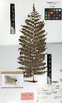 Cyathea affinis image