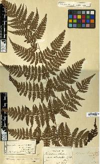 Dryopteris chaerophyllifolia image