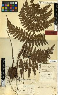 Dryopteris chaerophyllifolia image