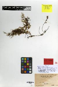 Image of Hymenophyllum edanoi