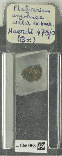 Platycerium elephantotis image