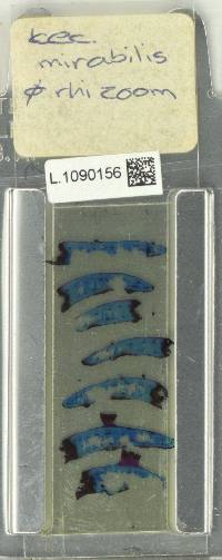 Lecanopteris mirabilis image